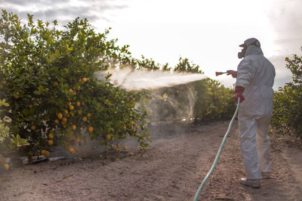 Best Wasp Removal Services  in Abingdon, VA