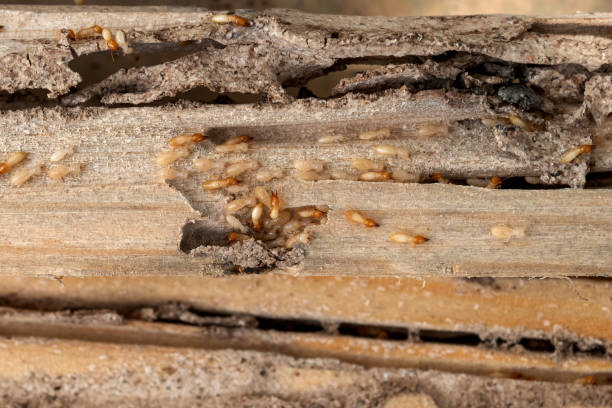 Best Residential Pest Control  in Abingdon, VA
